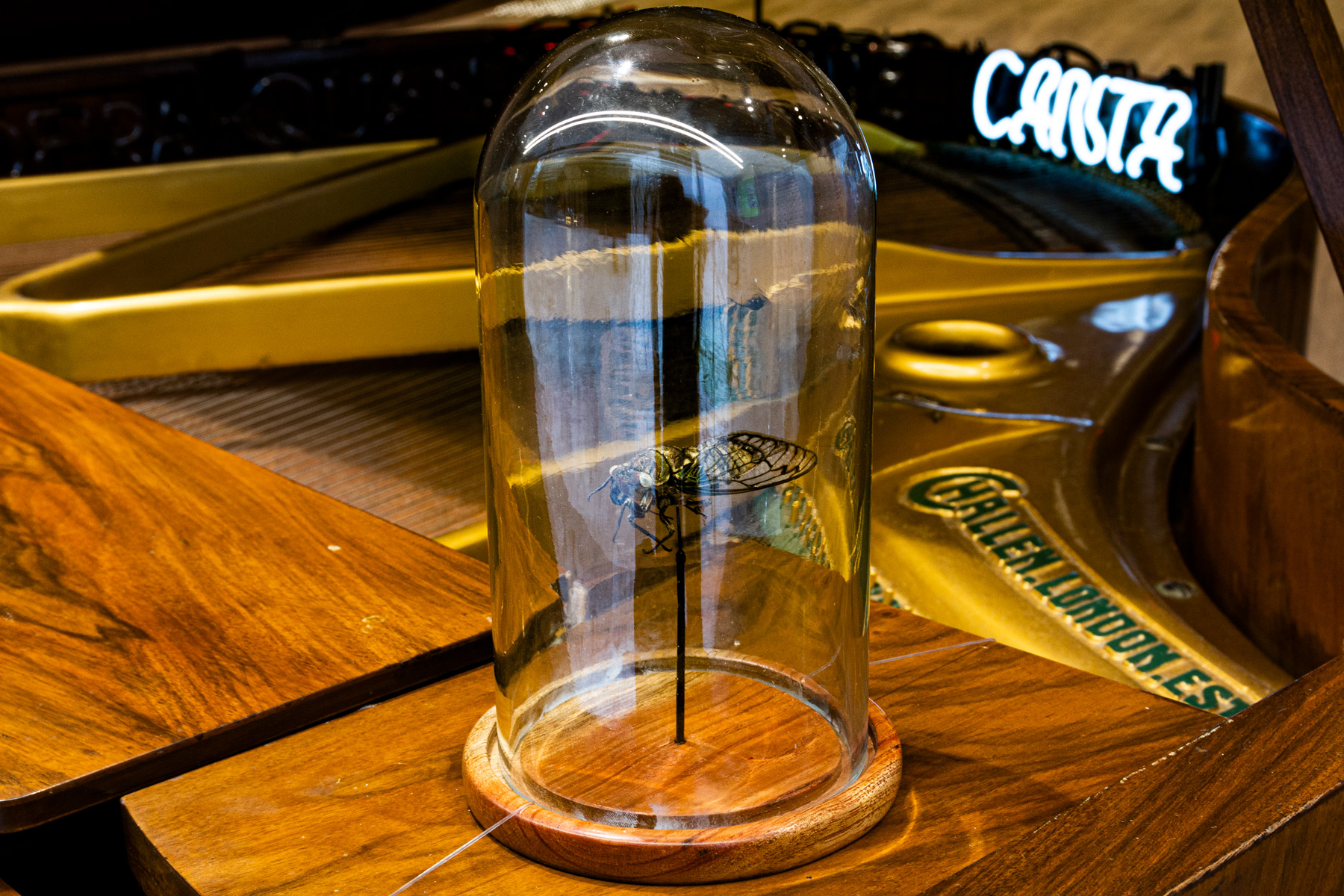 Cigarra morta sob redoma de vidro na instalação Madeira quando morre canta (2025).