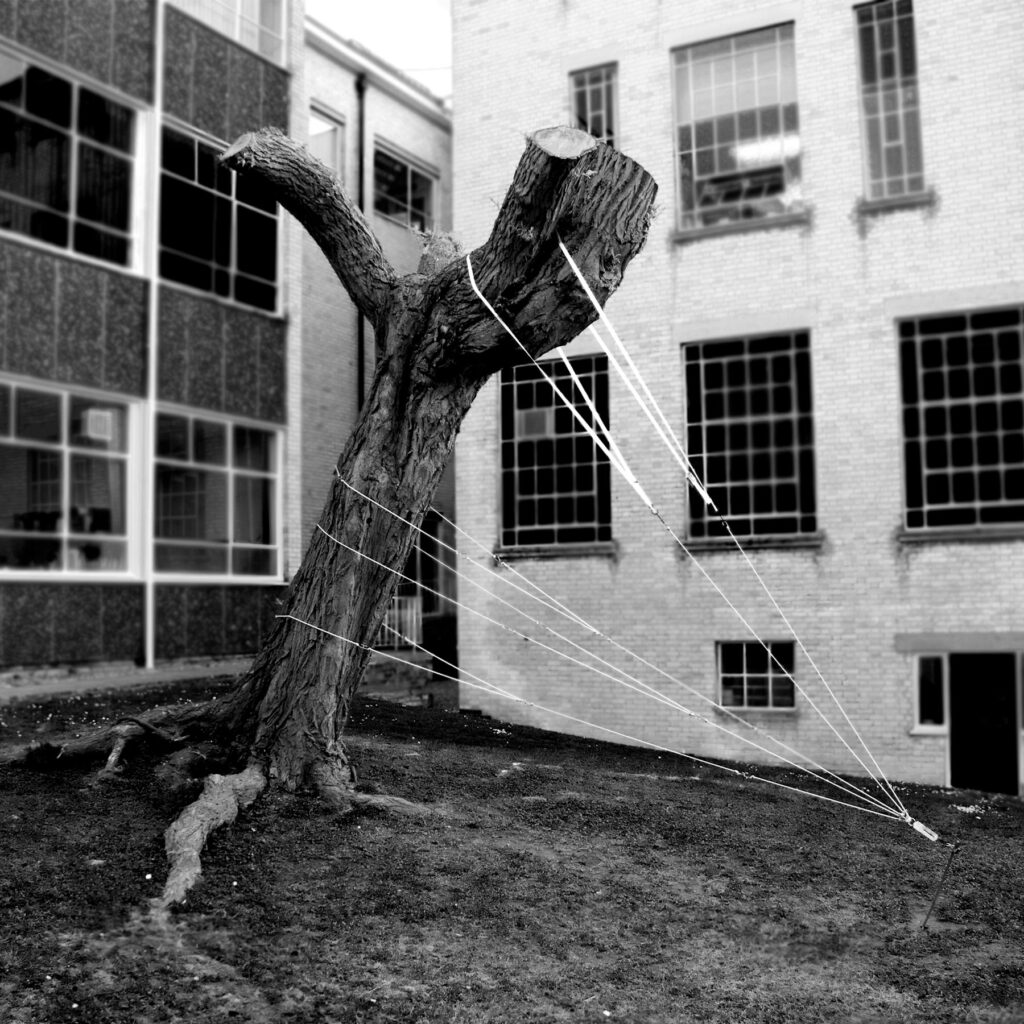 Fotografia de Felippe Moraes mostrando uma árvore levemente inclinada com peso de 16 kg aplicado.