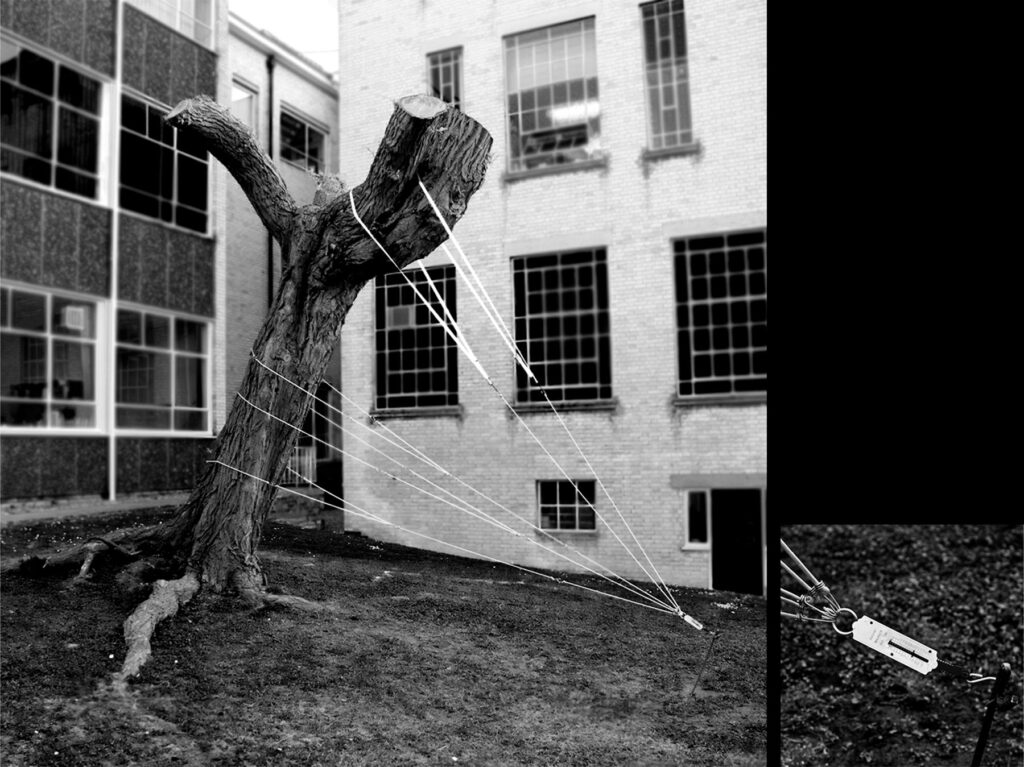 Fotografia de Felippe Moraes mostrando uma árvore levemente inclinada com peso de 16 kg aplicado.